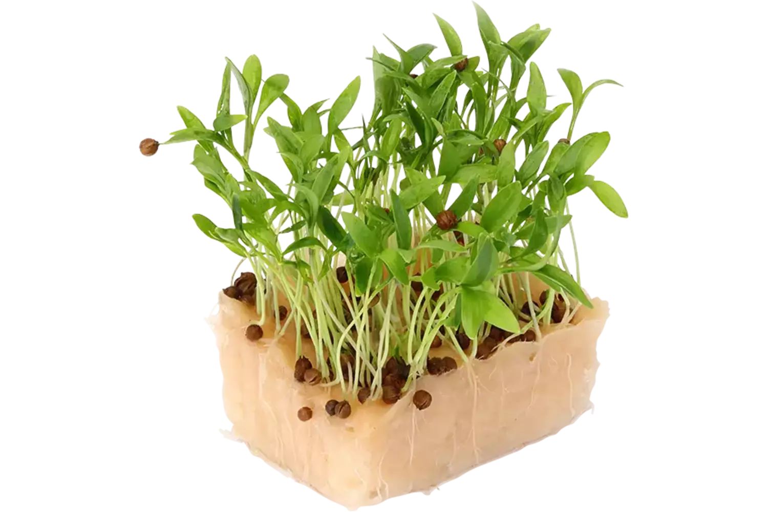 Ghoa cress single stuk